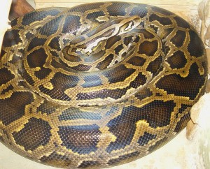 Burmese Python Picture