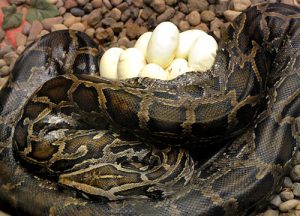 Burmese Python Eggs Image