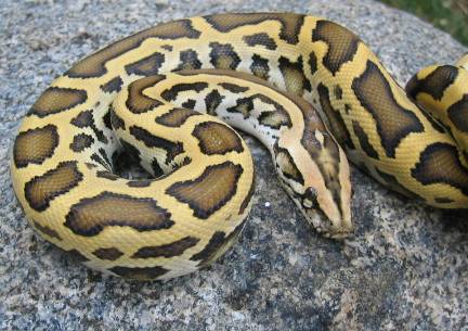 Images of Burmese Python