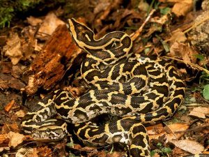 Burmese Python Mating Photo