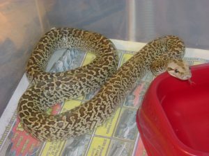 Burmese Python Morphs Image