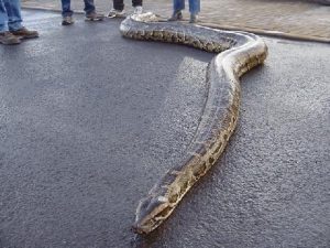 Pictures of Burmese Python