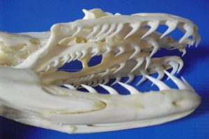 Burmese Python Teeth Picture