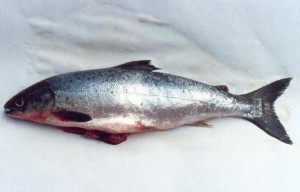 Atlantic Salmon Picture