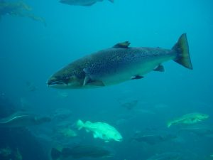 Images of Atlantic Salmon