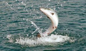 Atlantic Salmon Jumping Image