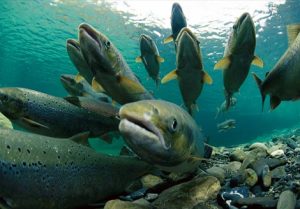 Photos of Atlantic Salmon