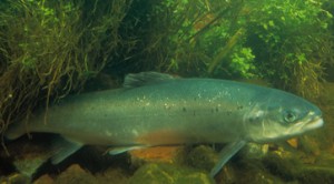 Pictures of Atlantic Salmon