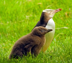 Baby Yellow-Eyed Penguin Photo