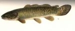 Bowfin Fish (Amia Calva) - Facts, Diet, Habitat, Predators, Pictures