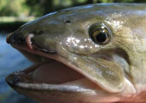 Images of Bowfin