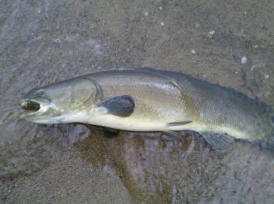 Photos of Bowfin