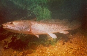 Pictures of Bowfin