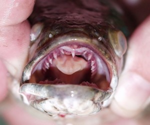 Bowfin Teeth Image