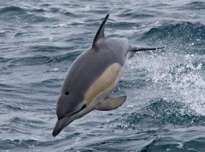 Common Dolphin Picture