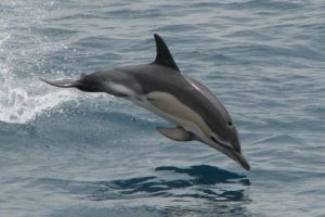 Images of Common Dolphin