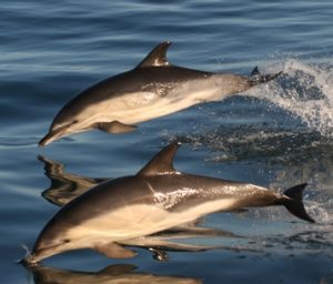 Photos of Common Dolphin