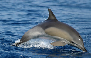 Pictures of Common Dolphin