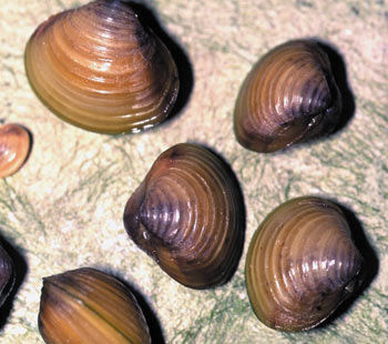 Images of Corbicula Fluminea