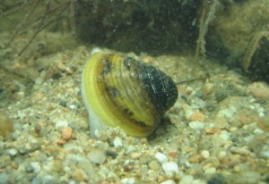 Photos of Corbicula Fluminea