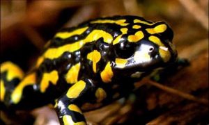 Corroboree Frog Picture