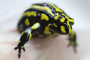 Images of Corroboree Frog