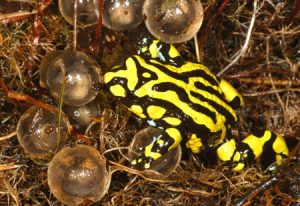 Photos of Corroboree Frog