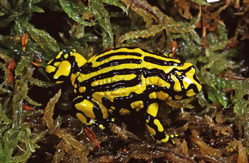 Pictures of Corroboree Frog