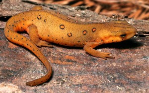 Eastern Newt Picture