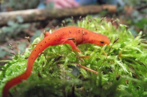 Images of Eastern Newt