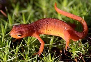 Photos of Eastern Newt