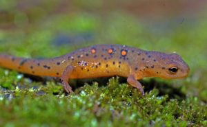 Pictures of Eastern Newt