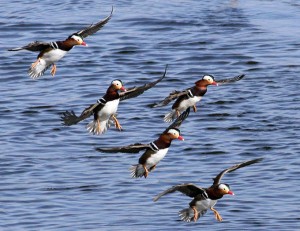 Flying Mandarin Duck Photo