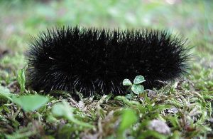 Giant Leopard Moth Caterpillar Picture