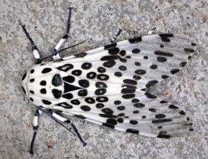 Images of Giant Leopard Moth