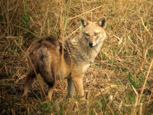 Images of Golden jackal