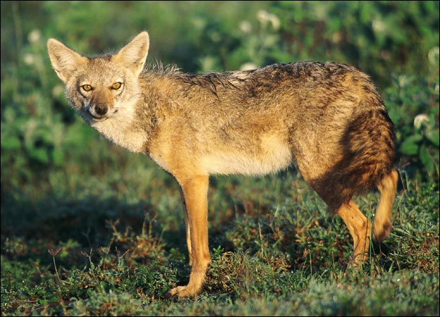 Photos of Golden jackal