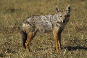 Pictures of Golden jackal