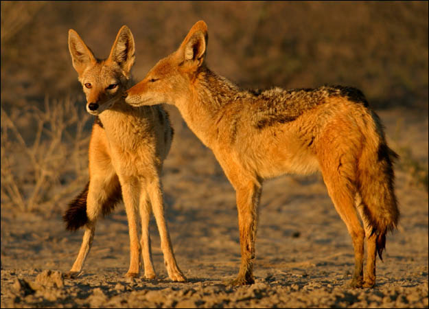 Golden jackal (Canis aureus) - Facts and Pictures