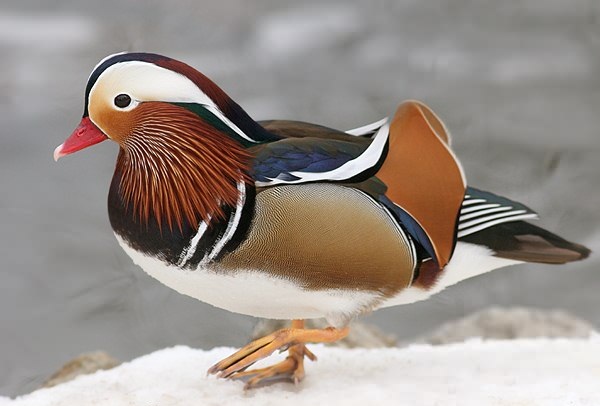 Images of Mandarin Duck