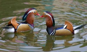 Mandarin Duck Pair Picture