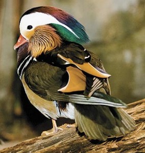 Photos of Mandarin Duck