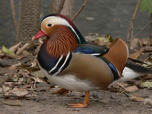 Pictures of Mandarin Duck