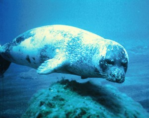 Mediterranean Monk Seal Picture