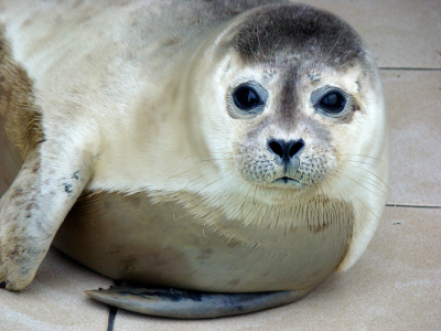 Photos of Mediterranean Monk Seal