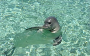 Pictures of Mediterranean Monk Seal