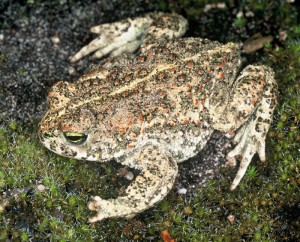 Natterjack Toad Picture