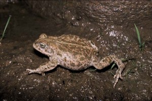 Images of Natterjack Toad