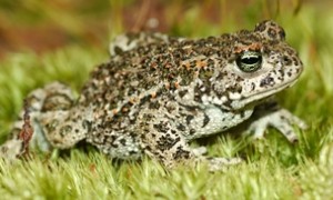 Photos of Natterjack Toad