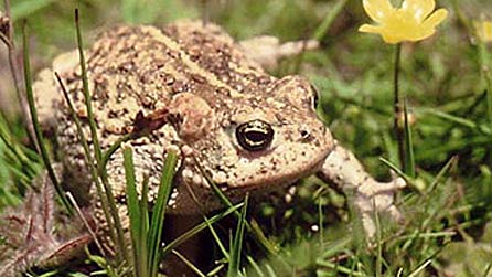 Pictures of Natterjack Toad
